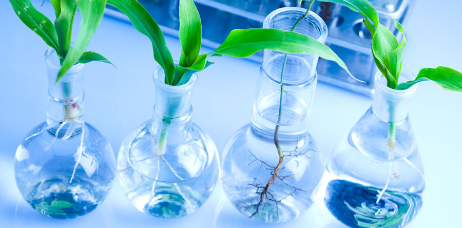 vulputate ipsum eu pretium Nullam.